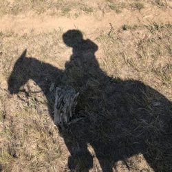 Diamond Hitch Stables - Tour guide shadow!