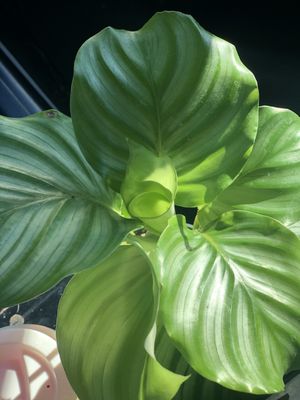 The Plant Outpost by null