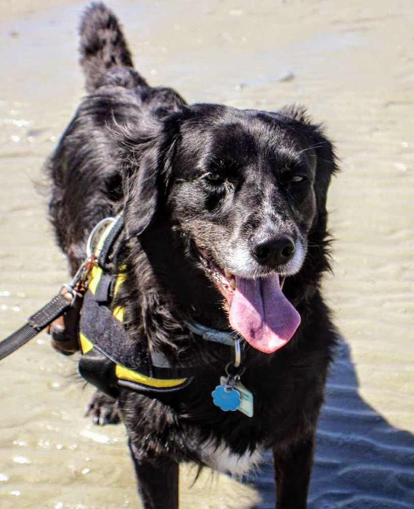 Big Fluffy Dogs Rescue Image