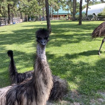 Out Of Sight Alpacas - Attraction Farms Near Me - Waretown, New Jersey
