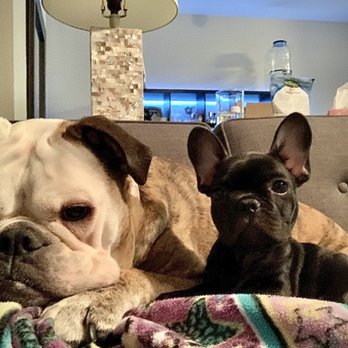 Nova's Royal Pets - Marshmallow chilling with her OEB big sister, Cinderella. - Pet Breeders Near Me - Jacksonville, Florida Nova's Royal Pets - Marshmallow chilling with her OEB big sister, Cinderella. - Pet Breeders Near Me - Jacksonville, Florida