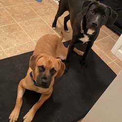 Save A Pet Animal Rescue