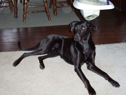 Color Country Animal Hospital 390 N 4050 W Cedar City Ut Veterinarians Mapquest