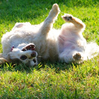 Leana's Pet Sitting Services - Puppy Day Care.   Leana's Pet Sitting Services - Pet Sitting Near Me