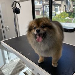Traveling For The Pets Mobile Grooming - Light trim all over this sweet little.
