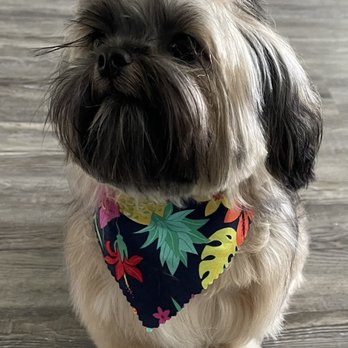 Pet Pawlor - Minnie post haircut - Pet Groomers Near Me - Madison, Alabama