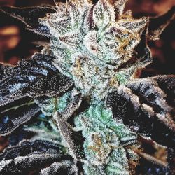 Denver Recreational Dispensary REC/MED