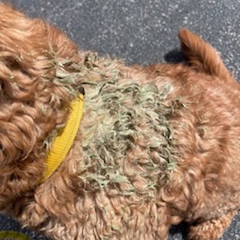 Southshore Pet Grooming - Looks like green mold on her shoulder. - Pet Groomers Near Me - Ruskin, Florida Southshore Pet Grooming - Looks like green mold on her shoulder. - Pet Groomers Near Me - Ruskin, Florida