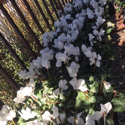 A&A Nursery