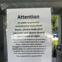 Bears Bears