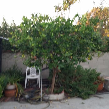 Environmental Green Tree Care - Tree Services Near Me Environmental Green Tree Care - Tree Services Near Me