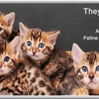Clinton Veterinary Hospital - Veterinarians Near Me - Clinton, Massachusetts Clinton Veterinary Hospital - Veterinarians Near Me - Clinton, Massachusetts