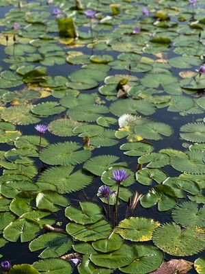 ArtScience Museum by null