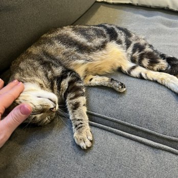 Kona Kat Cafe - Pet Adoption Near Me - Kailua-Kona, Hawaii