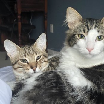 Paws4Survival Rescue - Thank you Nicole & Paws4Survival! - Pet Adoption Near Me - Marshfield, Massachusetts Paws4Survival Rescue - Thank you Nicole & Paws4Survival! - Pet Adoption Near Me - Marshfield, Massachusetts