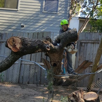 Austin Tree Patrol Services - Tree Services Near Me - Austin, Texas