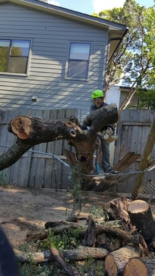 Tree Services - Examples of tree services Tree Services - Examples of tree services