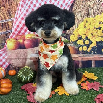 My Best Friend Dog Spa - Pet Groomers Near Me - Honolulu, Hawaii My Best Friend Dog Spa - Pet Groomers Near Me - Honolulu, Hawaii
