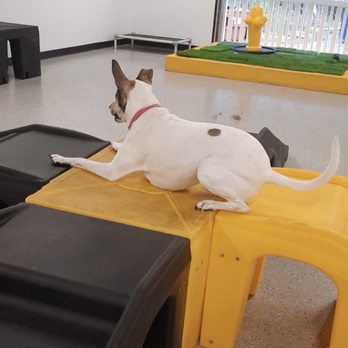 Playful Pack - Photo is from the report card you get at the end of everyday - Pet Boarding Near Me - Alexandria, Virginia
