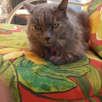Barbie's Pet Salon - Smokey on the lawn chair having a nap. - Pet Groomers Near Me - Santa Barbara, California