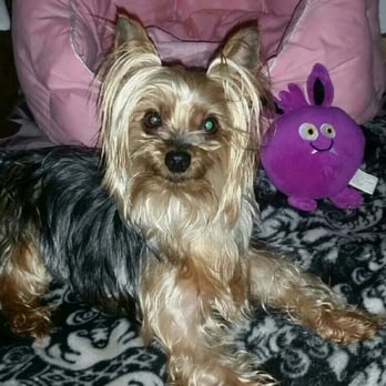 Affordable Pet Care - The always smiling Happy girl Chloe - Veterinarians Near Me - Stanwood, Washington