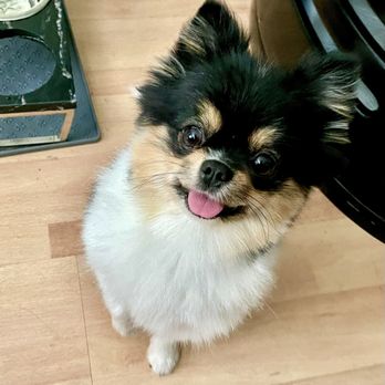 Pets In Need - Coco was a happy camper! - Animal Shelters Near Me - Palo Alto, California Pets In Need - Coco was a happy camper! - Animal Shelters Near Me - Palo Alto, California