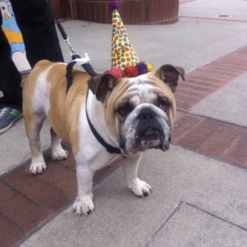 Bulldog Territory - Pet Breeders Near Me