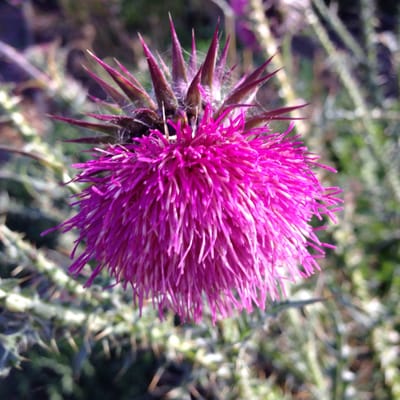 Linnaeus garden by null