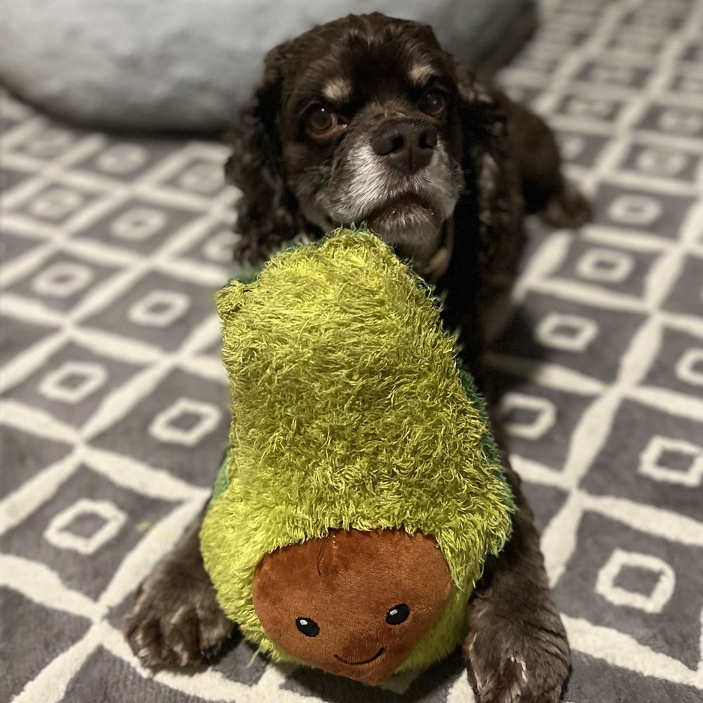 Hershey relaxing with his Avocado Hershey relaxing with his Avocado