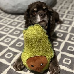 Hershey relaxing with his Avocado Hershey relaxing with his Avocado