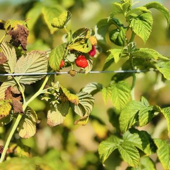 Boring Farm - Raspberries - Pick Your Own Farms Near Me - Sebastopol, California