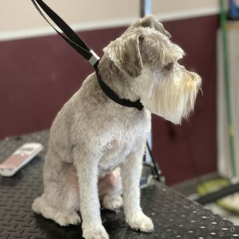 La Bella Pet Spa - Schnauzer - Pet Groomers Near Me - Cedar Rapids, Iowa La Bella Pet Spa - Schnauzer - Pet Groomers Near Me - Cedar Rapids, Iowa