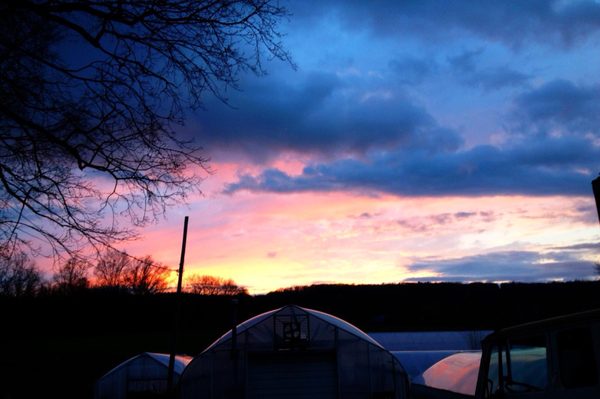 Early Bird Farm by null