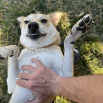 Bar K9 Dog Training - Pet Training Near Me Bar K9 Dog Training - Pet Training Near Me