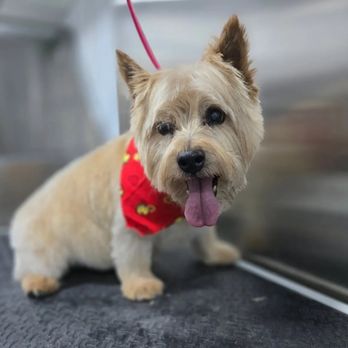 Paws And Claws Mobile Pet Spa - Pet Groomers Near Me - Fredericksburg, Virginia Paws And Claws Mobile Pet Spa - Pet Groomers Near Me - Fredericksburg, Virginia