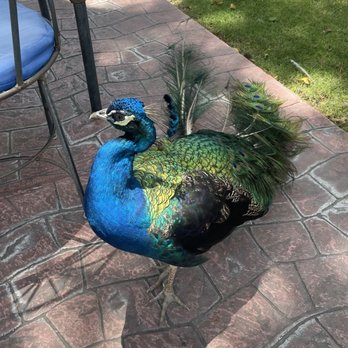 The Peacock Garden - Peacock roaming in the garden - Mexican Near Me - Ajijic, JAL The Peacock Garden - Peacock roaming in the garden - Mexican Near Me - Ajijic, JAL