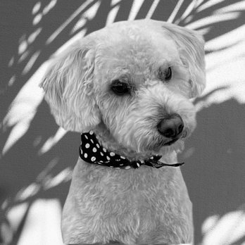 Polly’s Pooches - A beautiful Schnoodle. - Pet Groomers Near Me - Montgomery, Texas Polly’s Pooches - A beautiful Schnoodle. - Pet Groomers Near Me - Montgomery, Texas