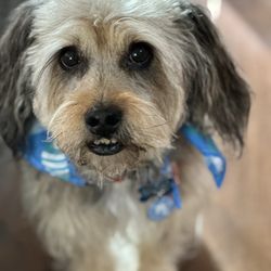 Nichols Veterinary Care - Stanley