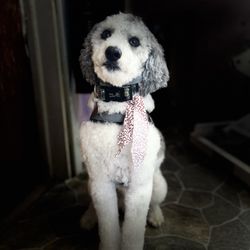 The Mutt Hutt