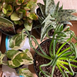 Dennis' 7 Dees Garden Center - These plants were on sale, and were less than $10 a piece :)
