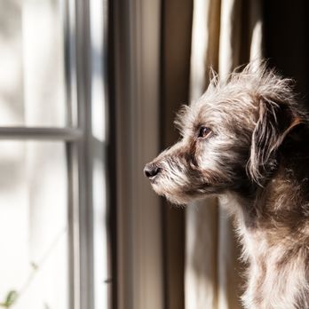 In Your Place - IYP mascot - Pet Sitting Near Me In Your Place - IYP mascot - Pet Sitting Near Me