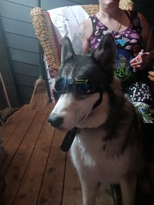 Willamette Valley Animal Hospital - Gladstone