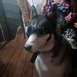 Willamette Valley Animal Hospital - Gladstone