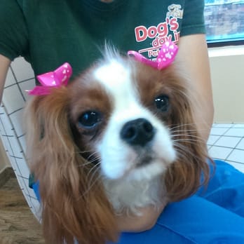Dog's Day Inn Pet Resort - Pet Training Near Me - Katy, Texas