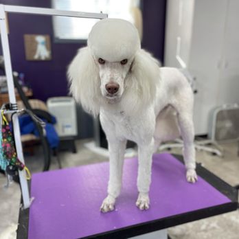 Passionate Paws - Pet Groomers Near Me - Bellingham, Washington Passionate Paws - Pet Groomers Near Me - Bellingham, Washington
