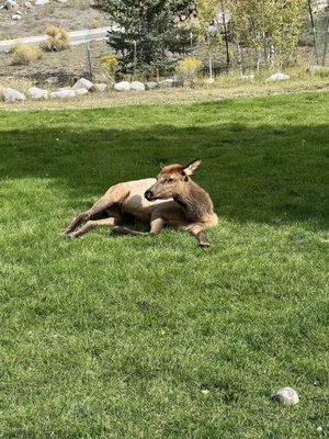 Lamar Valley by null