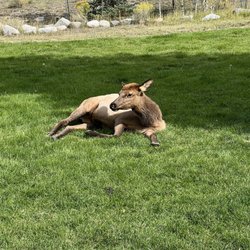 Lamar Valley - Lots of elk