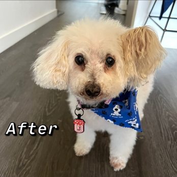 Lesha's Dog Grooming - Pet Groomers Near Me - Tacoma, Washington