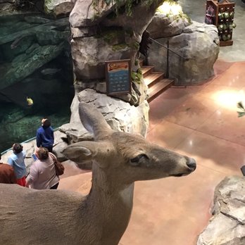 Bass Pro Shops - More "wildlife" - Boat Dealers Near Me - Bridgeport, Connecticut Bass Pro Shops - More "wildlife" - Boat Dealers Near Me - Bridgeport, Connecticut