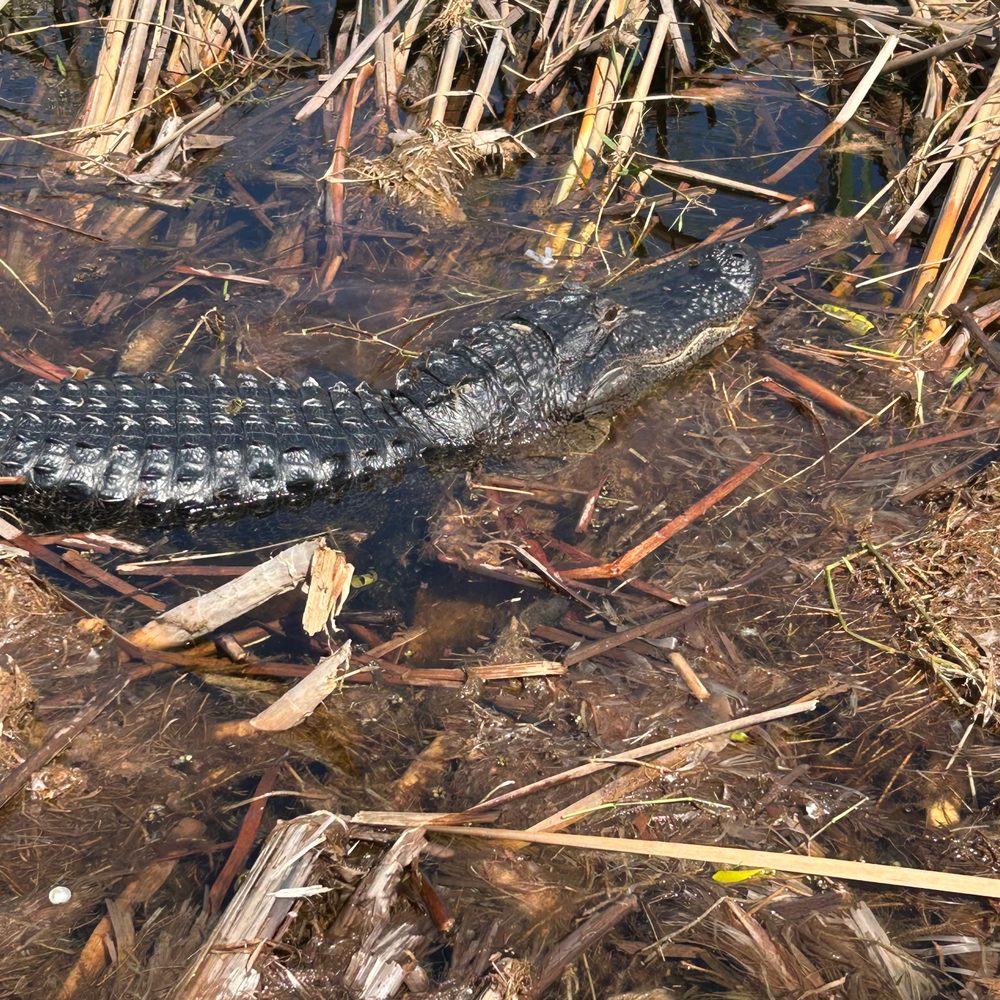 Wild Willy's Airboat Tours - Boat Tours Near Me - Saint Cloud, Florida Wild Willy's Airboat Tours - Boat Tours Near Me - Saint Cloud, Florida